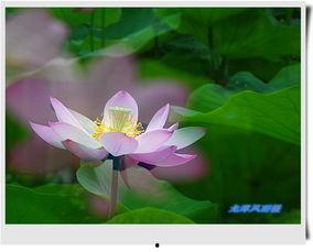 荷花爆料二次曝光视频,揭秘幕后真相与精彩瞬间  第2张